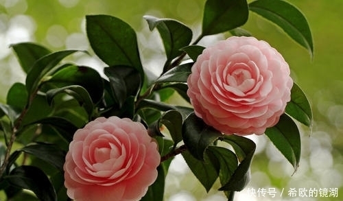 家里养这6种花,冻一冻开花更漂亮,冬天也有花赏!