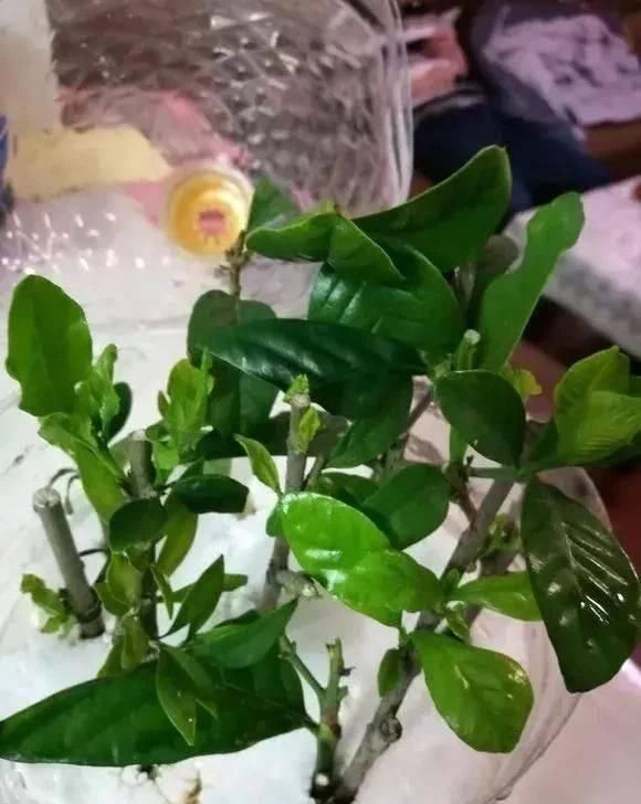  做芽苗菜|家里的塑料油桶别扔，有3个“妙用”，种菜效率高，扦插生根快