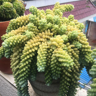 钱景天|5种不怕热的多肉植物,夏天虐着养,新手也能养爆盆