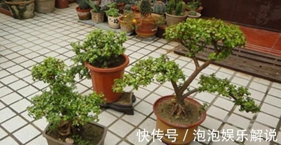 修剪|养一盆金枝玉叶,一剪一扎,轻轻松松,变成值钱的“盆景”