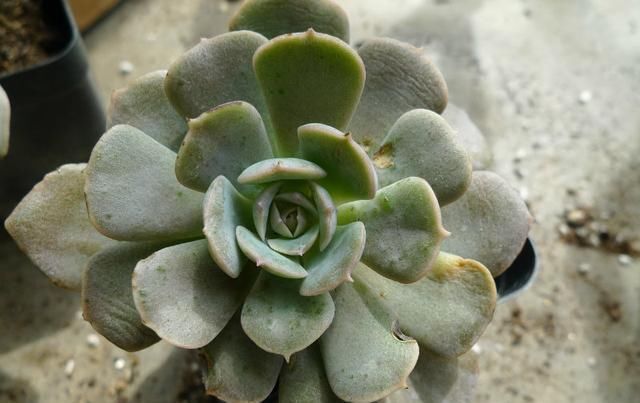 新手浇水切莫急,教你怎么判断浇水时间,也能养出美貌的萌多肉