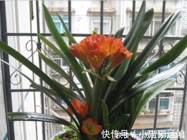 天冷了,给君子兰浇上“2种水”,一年能窜“3对叶”,花也开得多