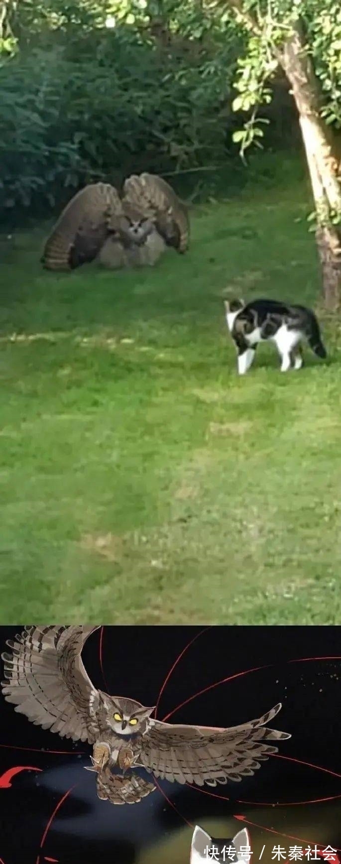 小动物|现实中的小动物漫改成二次元后是什么样?太有故事性了吧!