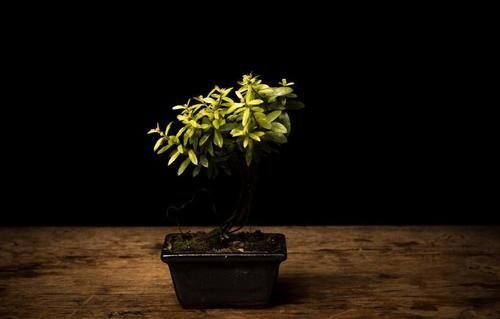 施肥|盆景都是这样被玩死的,避开日常养护中的误区,养好盆景也不难