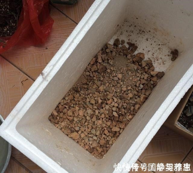 盆底|君子兰要怎么浇水注意“1点”,叶片多,长得旺,开花开疯了!