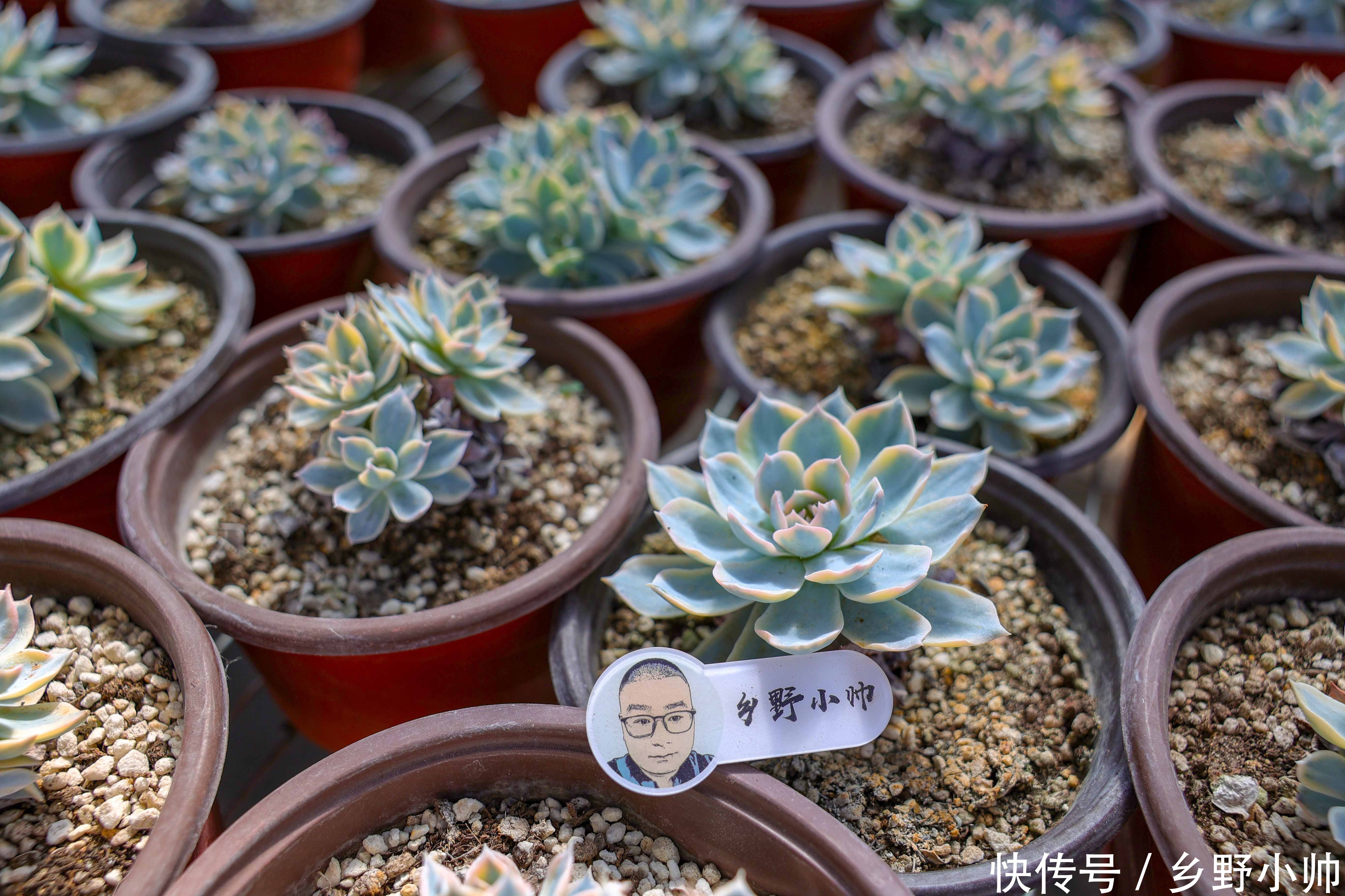 营养土|多肉配土第一课,小帅详细介绍多肉土的作用与特点,一起听听吧