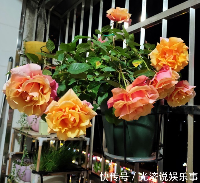 此款微型月季四季开,1次维持1个月,是开花机器里的“劳模”