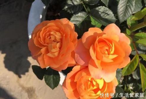 天热怕花草黄叶枯死夏养米兰、月季、茉莉，花开让你大饱眼福