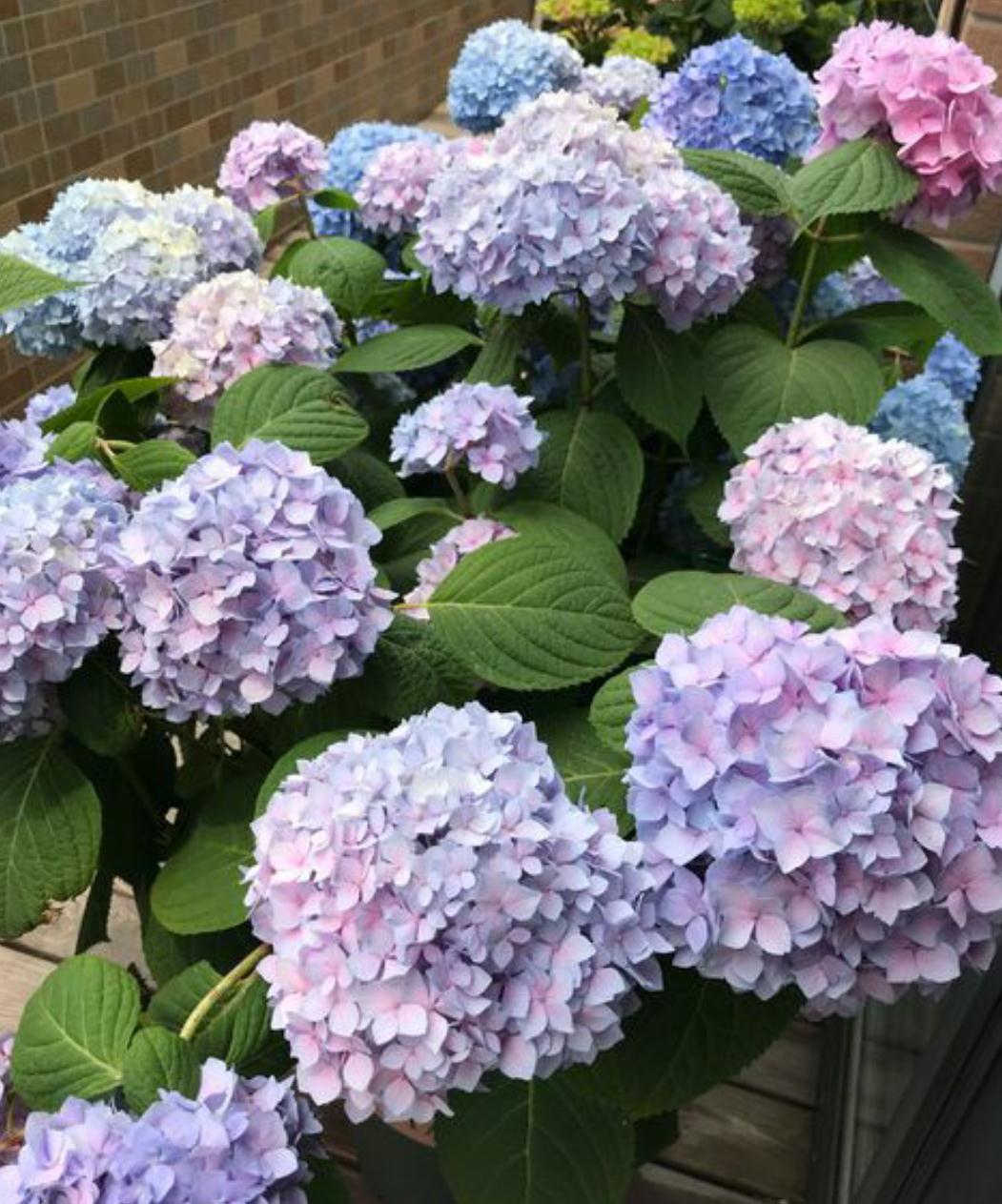 这五种花别再修剪,老枝条长势稳,秋冬花芽多