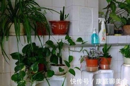 把花养在卫生间，看看我隔壁邻居家，绿萝爬满屋，像热带雨林
