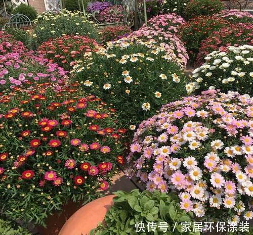 不足8平方的小阳台,种上3种花,五彩缤纷开成私家花园!
