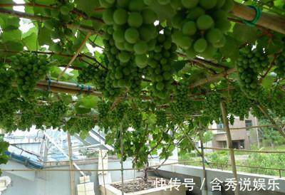 阳台|这几种水果不用花钱买,家里阳台很容易种,结的果子还特别多!