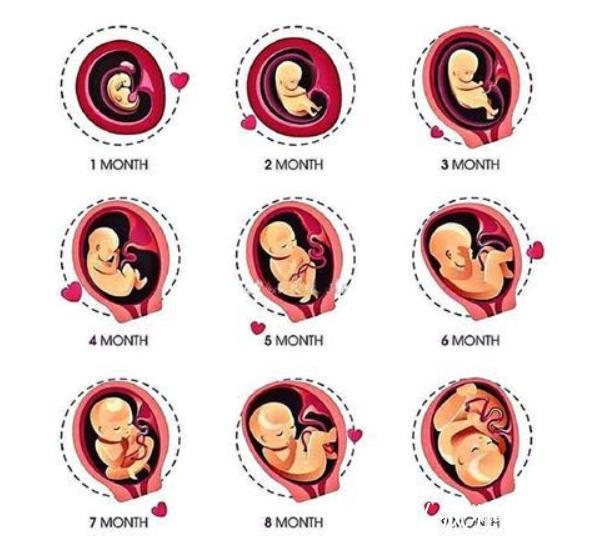 一个月|十月怀胎,胎儿长得最快是哪个月孕妈做好准备以免影响胎儿发育