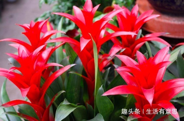 还用羊粪球、香蕉皮养花臭!盆底埋1勺“它”,养啥花都旺!