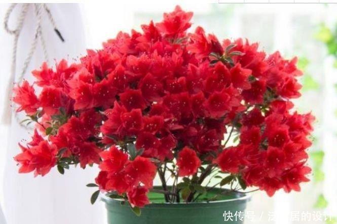 阳台|阳台再小,也要养4种花,比牡丹好看,比吊兰好养,家里养真适合