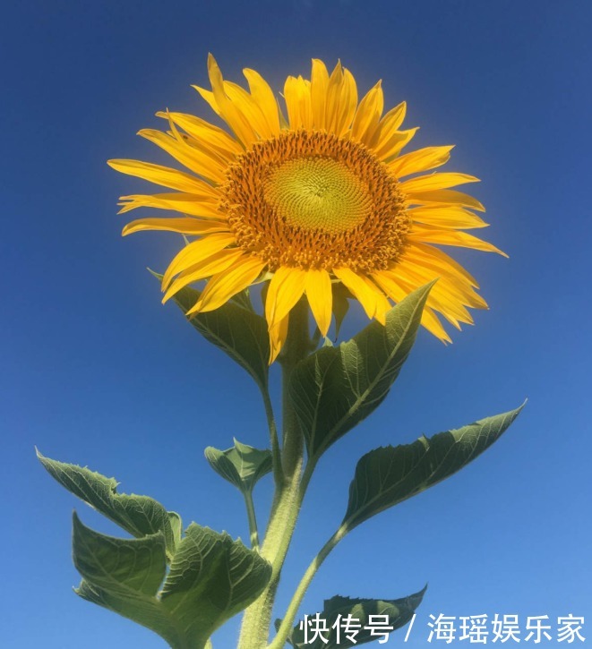 你喜欢什么花,就是什么性格的人,都进来看看吧!