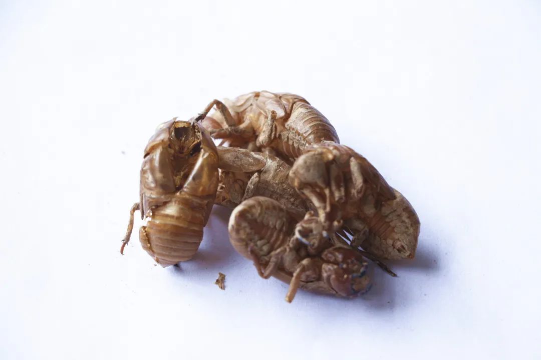 秋冬|皮肤瘙痒,秋冬加剧者,这个良方或能缓解,可从根源上解决难题