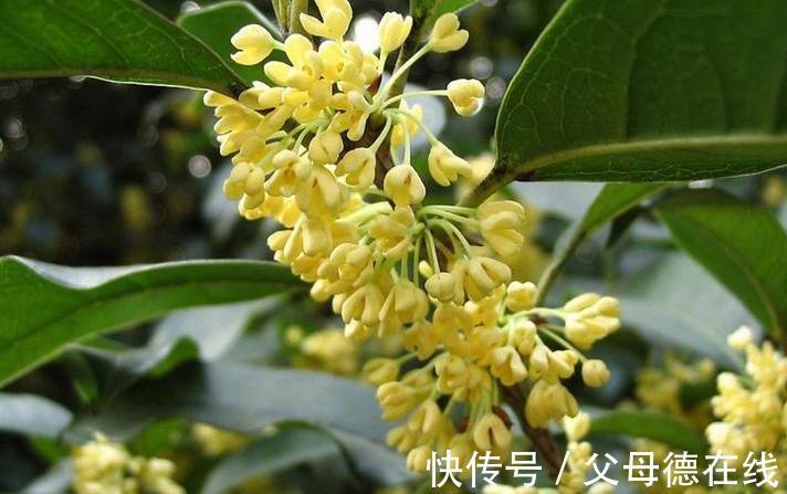 深秋到了，这三种“漂亮花”，美的倾国倾城，家里有条件一定要养