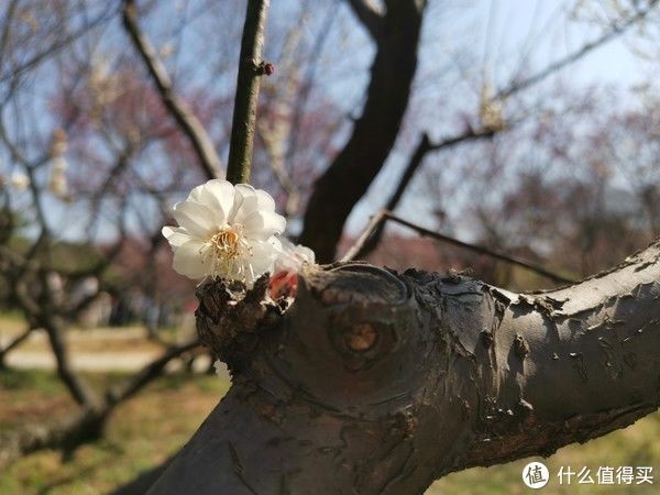 正当时|游园惊梦：春来到，赏梅正当时