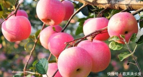 苹果是健康的帮手,换个方法吃,可改善四类疾病