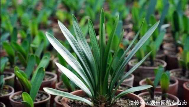 君子兰马上进入花芽分化期，做好4个细节，才能顺利开花！