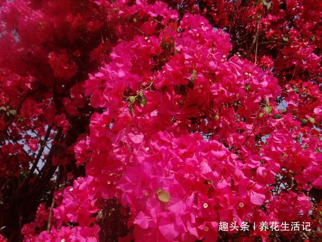 做好“2点”后,三角梅花朵似锦,四季开花不断!