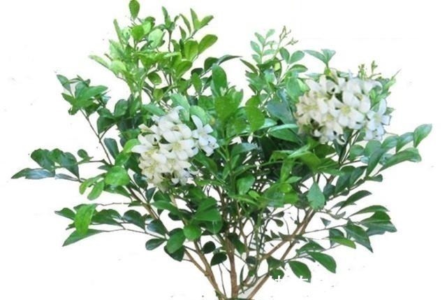 八种盆栽称为天然盆景,越养越美,越养价值越高、寿命几十年!