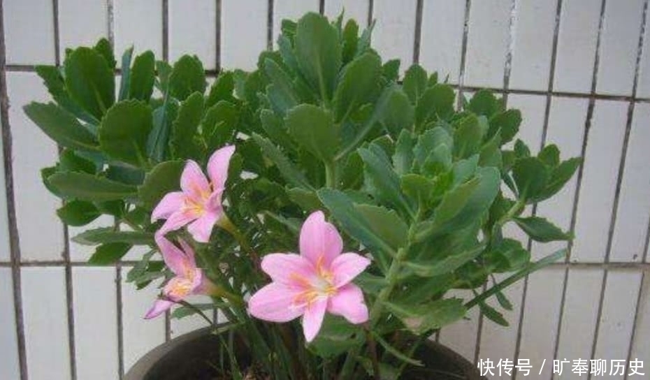 茶叶水残渣,直接倒进花盆里,对花卉有利还是有害