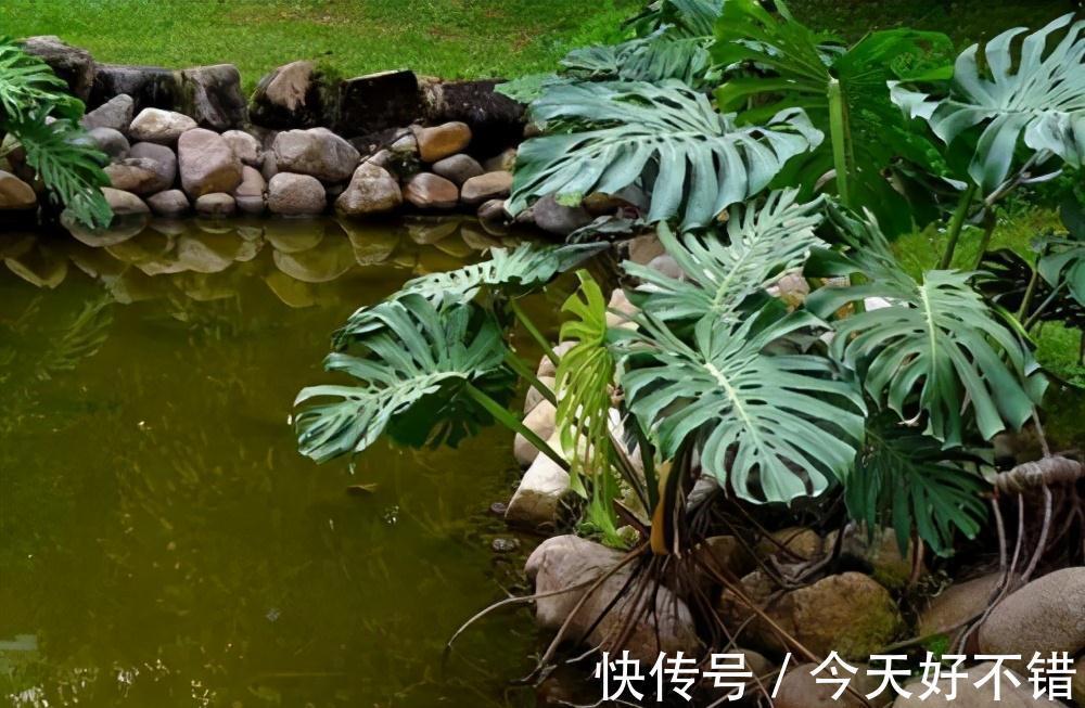 种养龟背竹,花盆里埋几粒它,长势变旺盛,叶片宽大油绿不发黄