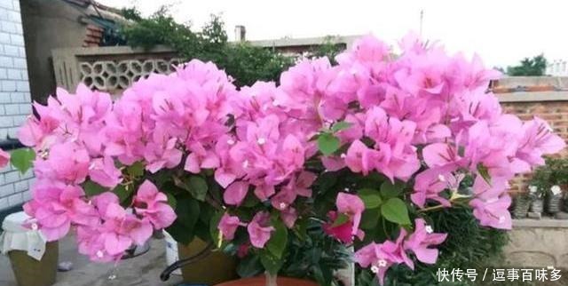 花比|三角梅用这方法养,花一次接一次的开,花比叶子都多