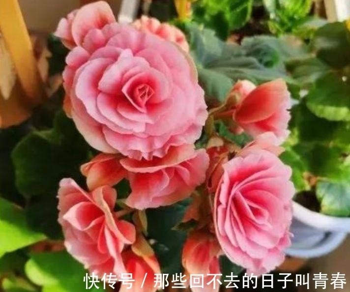 花卉|此款花卉,花开爆盆美如花,枝头窜满花苞,美