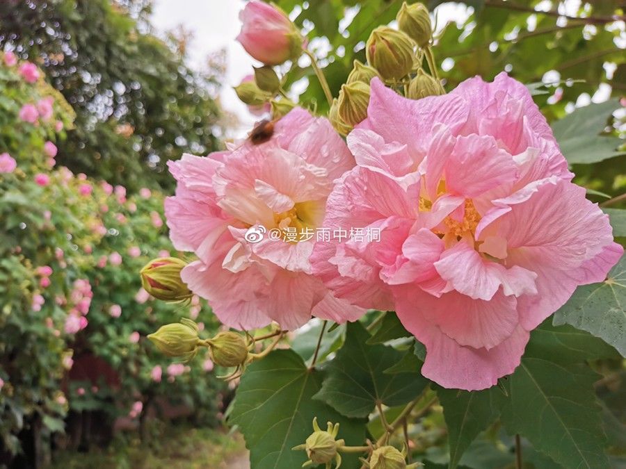 天府芙蓉园|C位出道！成都50000株芙蓉花开了