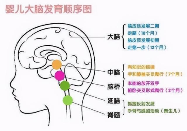 高低|“脑勺高，聪明包”，孩子的智商高低，与头型有关系吗？