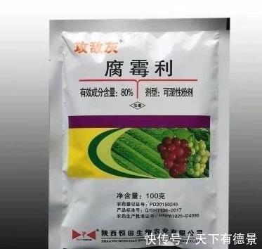 叶片|月季养不活？教你避开种死月季的五个陷阱，不走弯路做月季大神