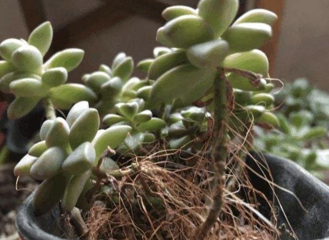 多肉植物长出“小胡须”,表示植株“不健康”,花友们要明白!