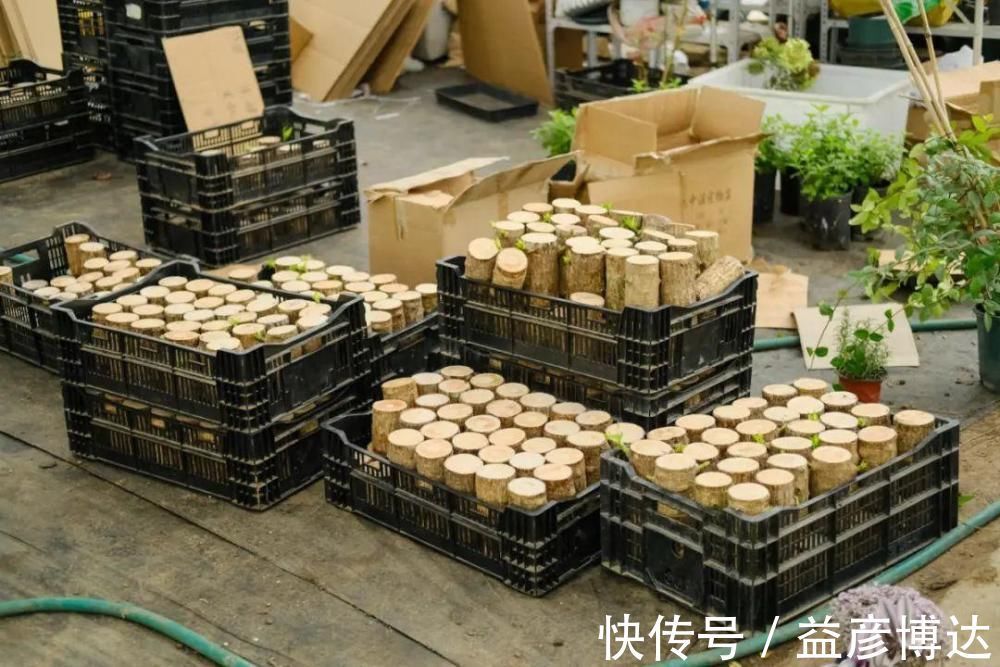 叶子|网上买的小木桩，泡水半个月，臭了还没长芽！