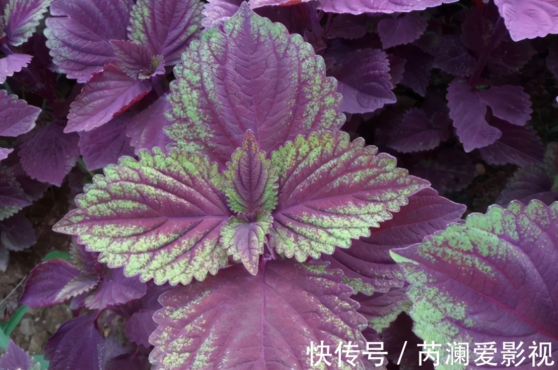 野菜|原名“紫舒”，是野菜也能入药，吃了会让人舒服，还是天然防腐剂