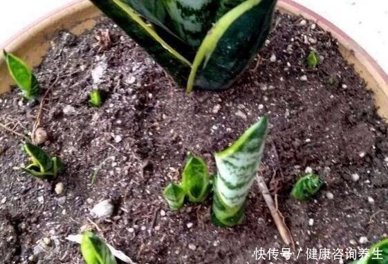 虎皮兰不冒“新芽”,注意这几点,养2月“钢芽”窜出盆!