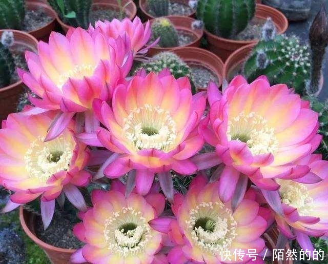 5种强悍花,个个晒不死,不晒就蔫巴,见光开大花,一开300天!