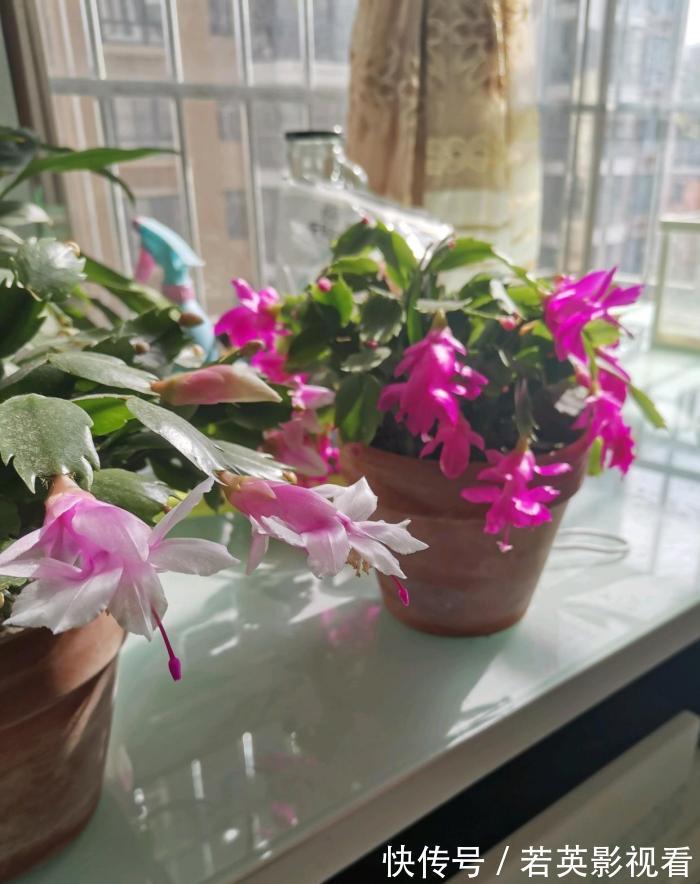 叶片|蟹爪兰度夏后叶片又薄又蔫,3招养厚叶片,秋花砰砰开爆盆!