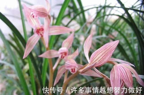 要想兰花养得好,这5步少不了,根正苗红就是这么养出来的