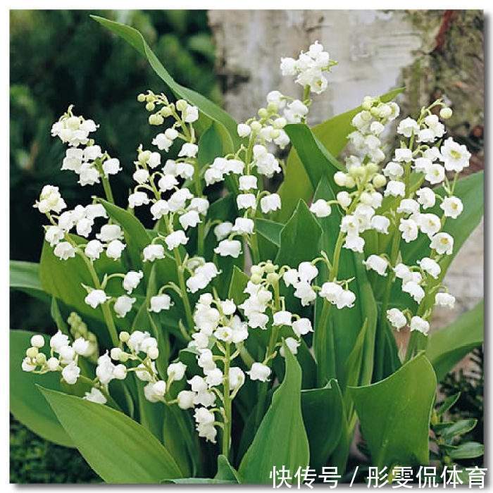 今年养花,一定不能错过这种花卉,花量巨大,气味香甜,非常漂亮