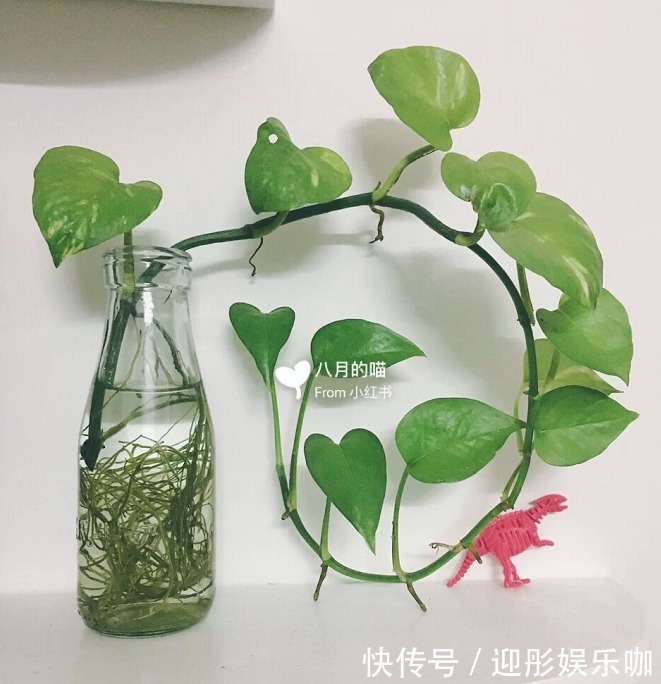 有植物的房子才是理想家！2021最受欢迎“网红绿植”推荐