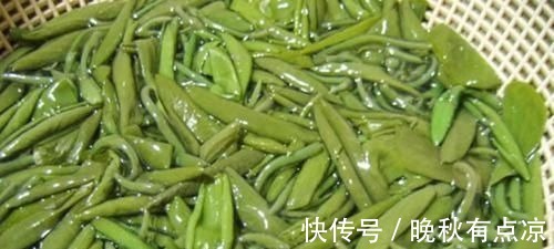 马齿笕|5种让人头疼的“害草”，个个都是“抗癌王”，比蒲公英好100倍
