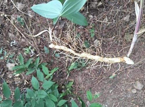 宝铎草生长于林下或灌木丛中花开黄色、绿黄色或白色