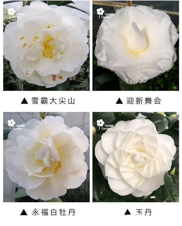 花友种在家门口多年的花,全被人折了,因为不吉利