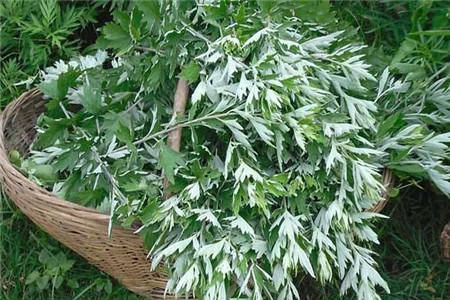 功效|艾草的七大功效和作用