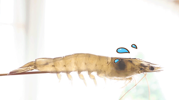 集渔|鲜活的海鲜,无限量的小吃,都能勾起吃货的馋虫