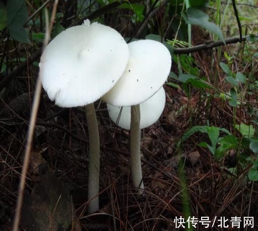 死亡率|死亡率极高！贵州人很爱吃的这种野味，又到中毒高发期
