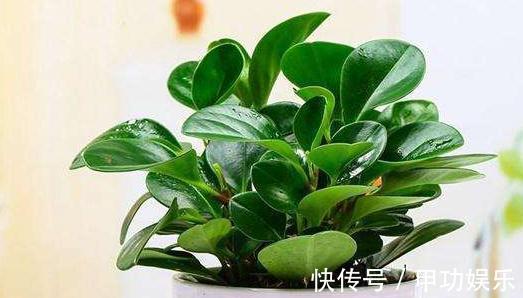 叶片油绿肥厚的豆瓣绿,夏季养护有技巧,不黄叶不烂根